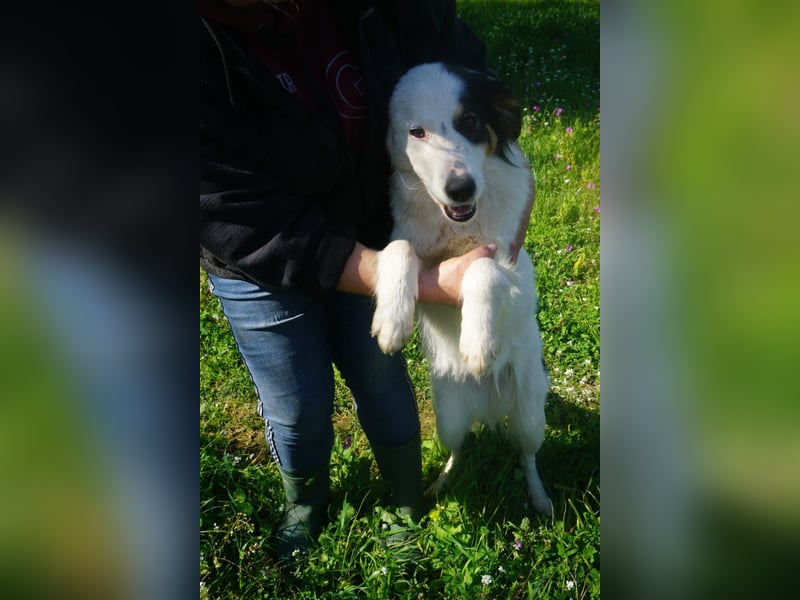 Carla-junge Hündin sucht ein Zuhause