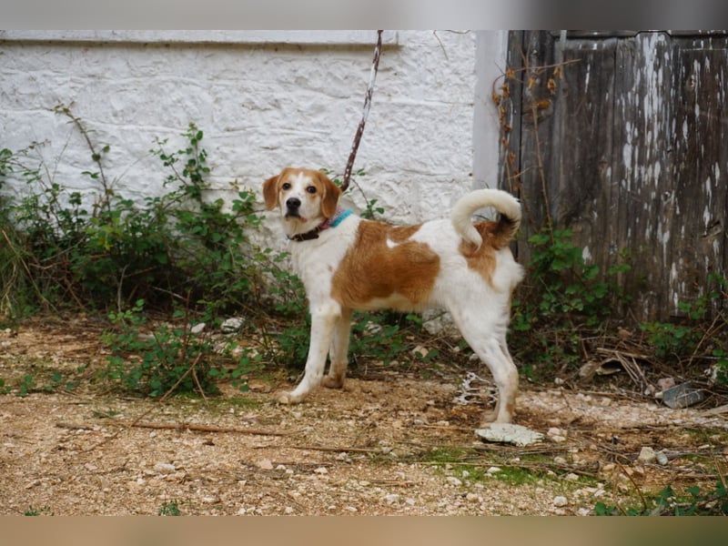 Lucy: aktive Hündin sucht Zuhause