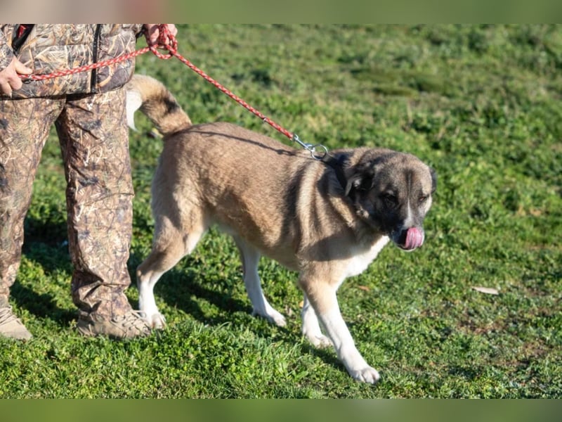 Rüde Simba sucht Zuhause