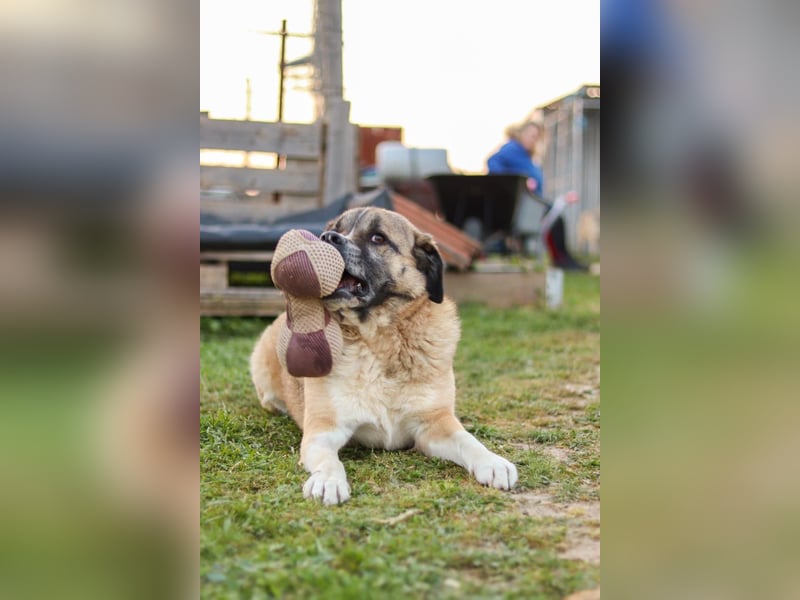 Rüde Simba sucht Zuhause