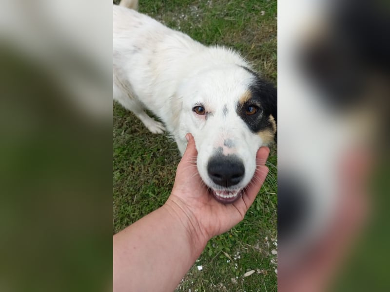 Carla-junge Hündin sucht ein Zuhause