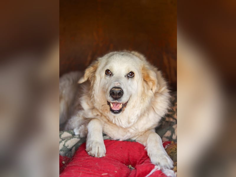 Akari sucht einen Gnadenplatz