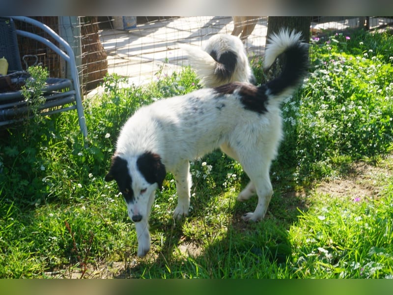 Aika-junge Hündin sucht Familie