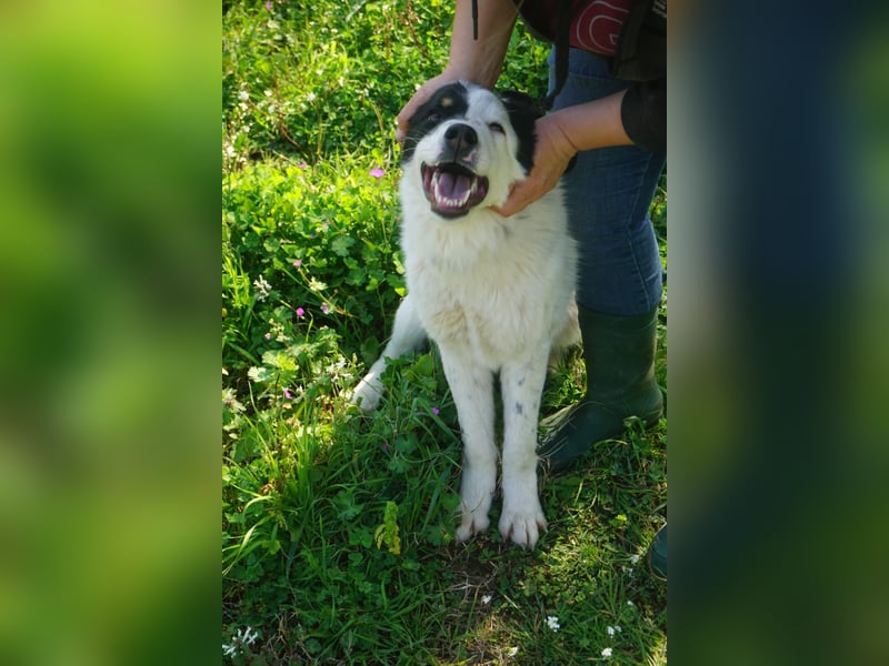 Aika-junge Hündin sucht Familie