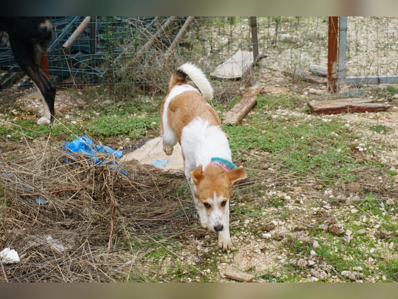 Lucy: aktive Hündin sucht Zuhause