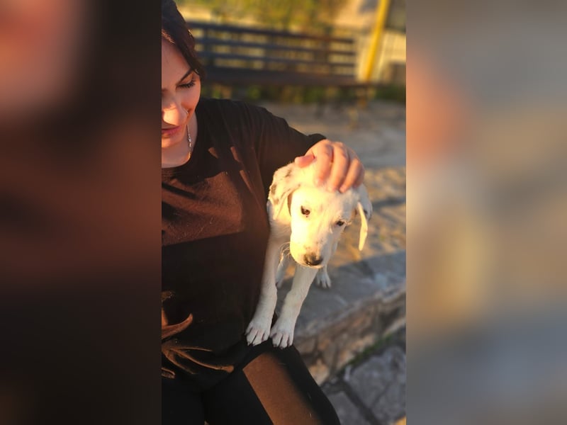 Motte: freches Hundemädchen sucht Körbchen