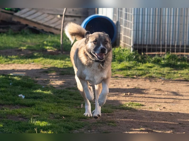 Rüde Simba sucht Zuhause