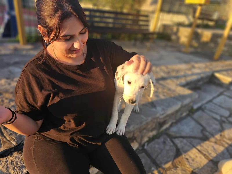 Motte: freches Hundemädchen sucht Körbchen