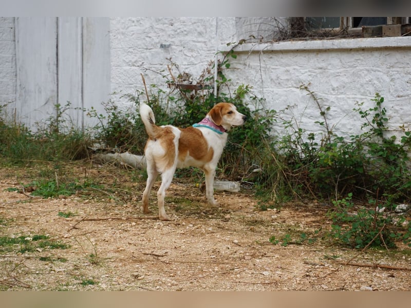Lucy: aktive Hündin sucht Zuhause