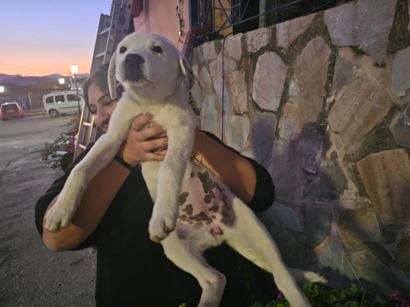 Motte: freches Hundemädchen sucht Körbchen