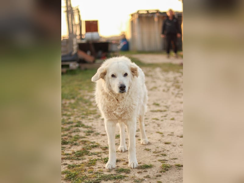 Akari sucht einen Gnadenplatz