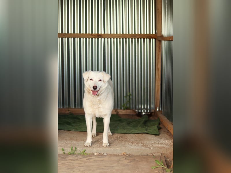 Flocki sucht ruhiges Zuhause