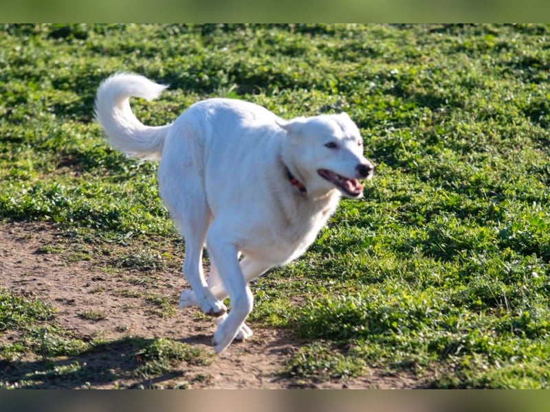 Flocki sucht ruhiges Zuhause