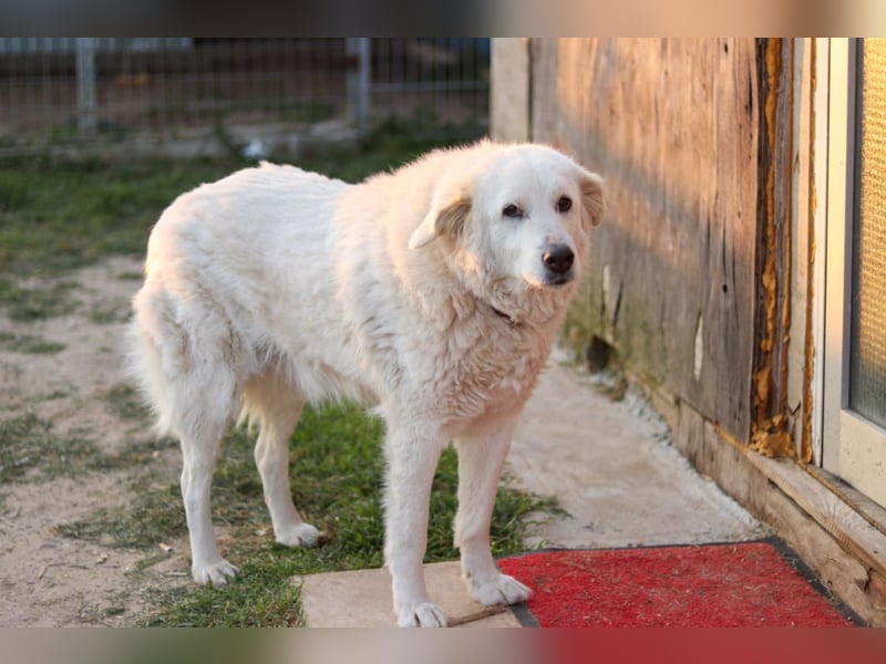 Akari sucht einen Gnadenplatz