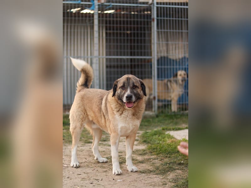 Rüde Simba sucht Zuhause