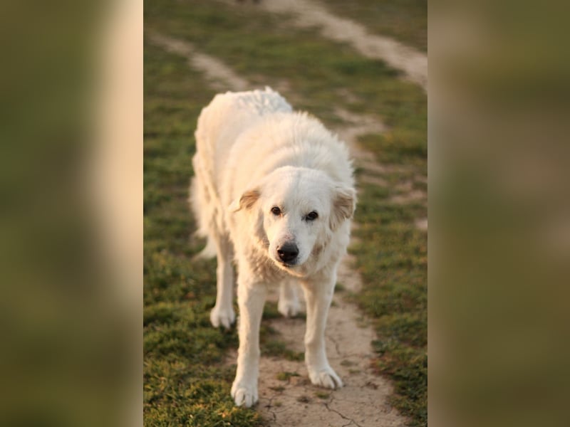 Akari sucht einen Gnadenplatz