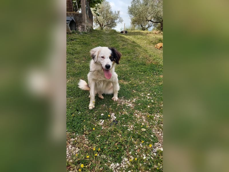 Carla-junge Hündin sucht ein Zuhause