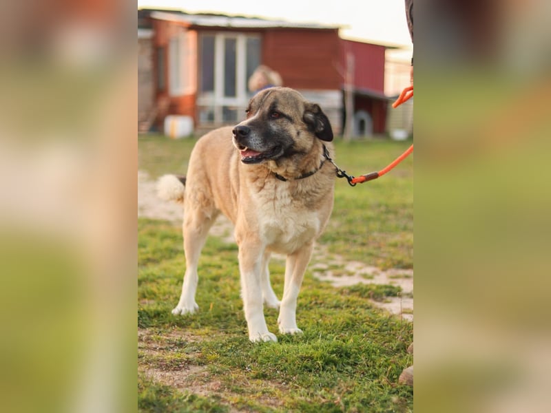 Rüde Simba sucht Zuhause