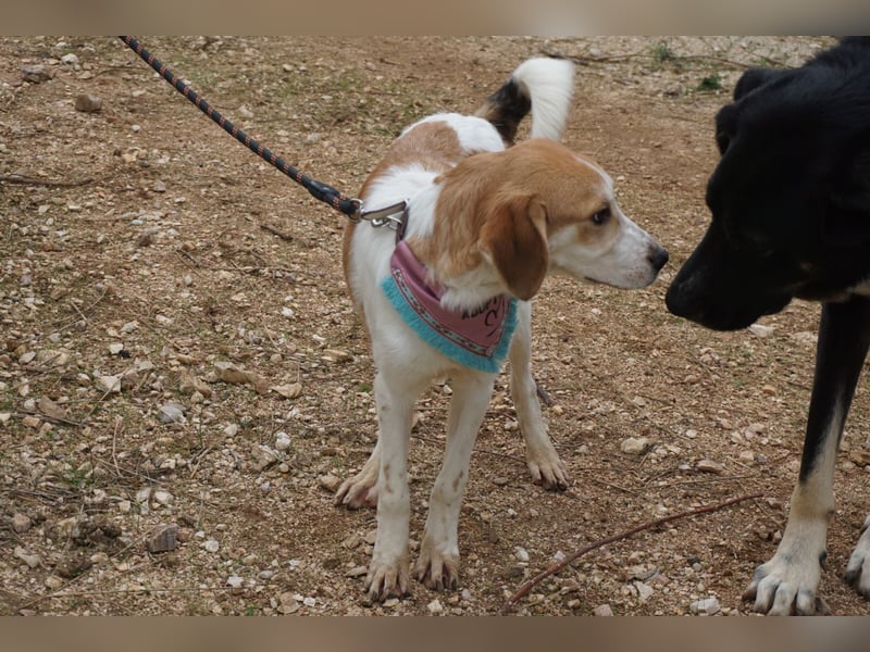 Lucy: aktive Hündin sucht Zuhause