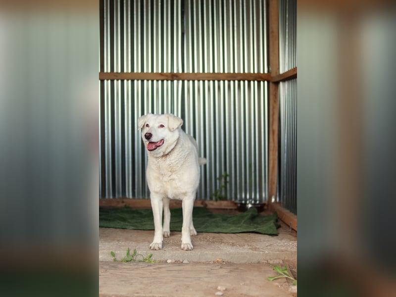 Flocki sucht ruhiges Zuhause