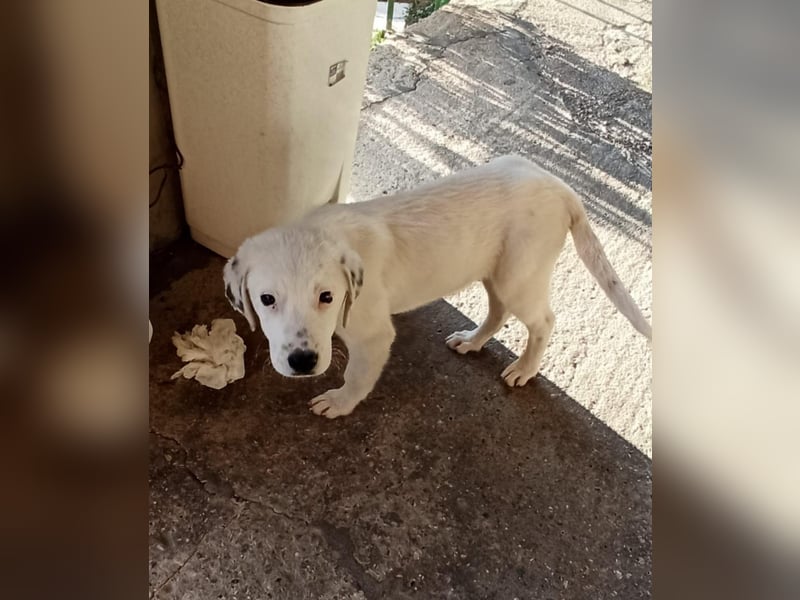 Motte: freches Hundemädchen sucht Körbchen