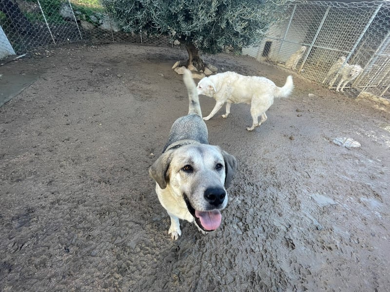 MONICA - unser Dickerchen