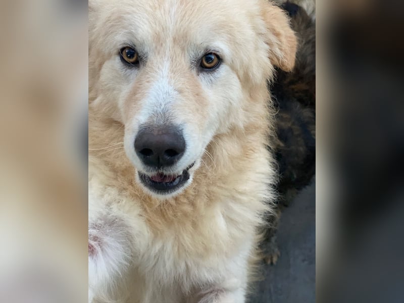 LINUS - ein toller Kuschelbär