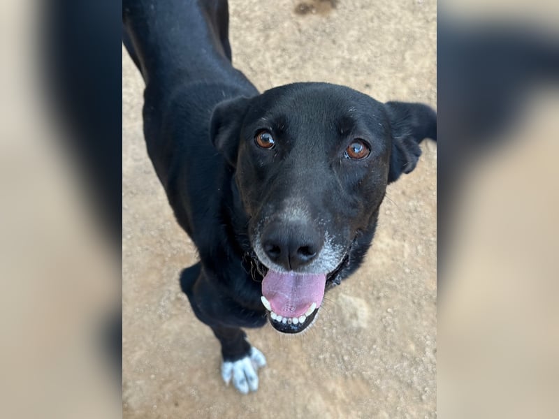 MIDA - der Stress im Rifugio ist zu viel für ihn