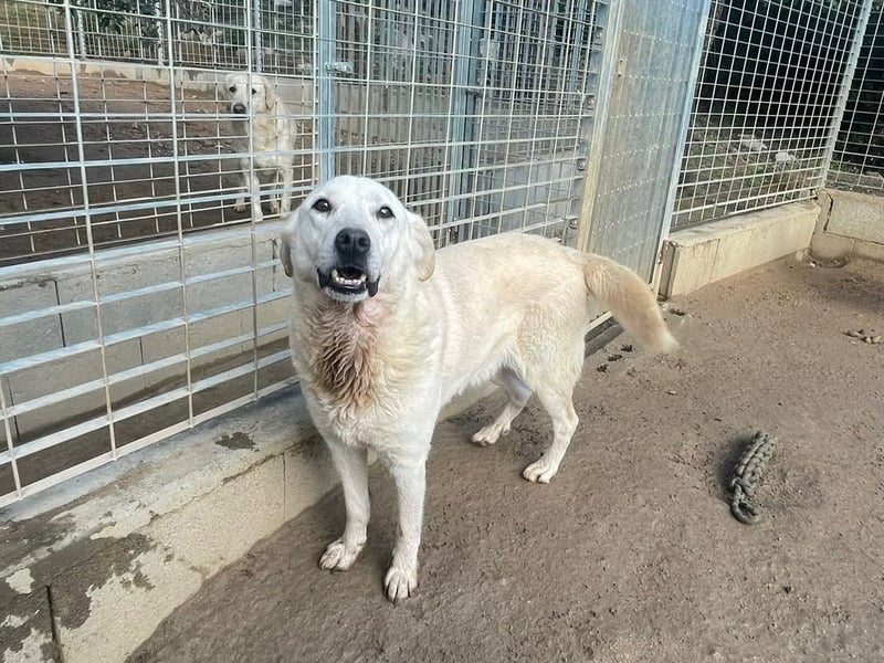 CHICCO - er braucht Menschen um sich