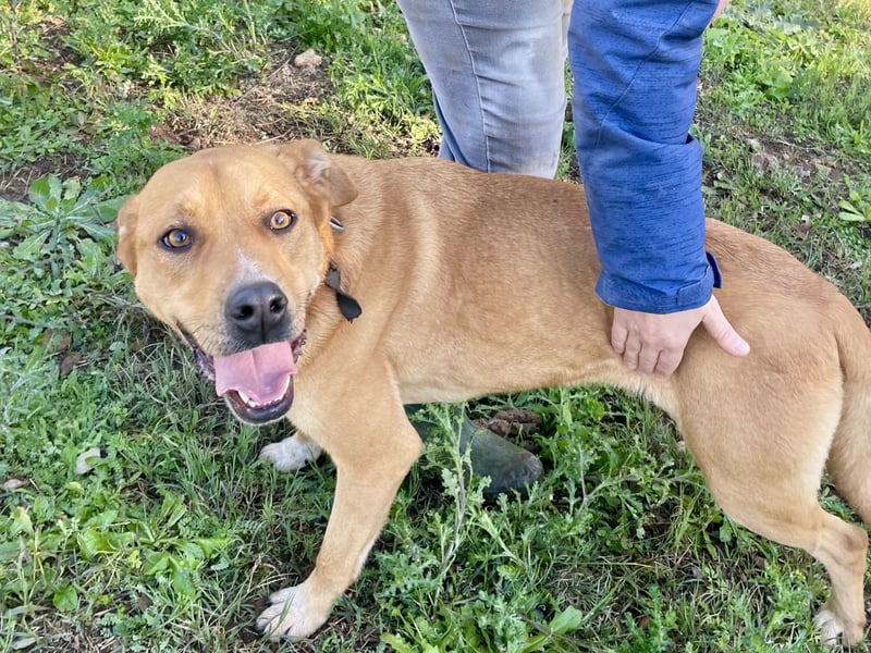 KIRA - eine liebe Seele