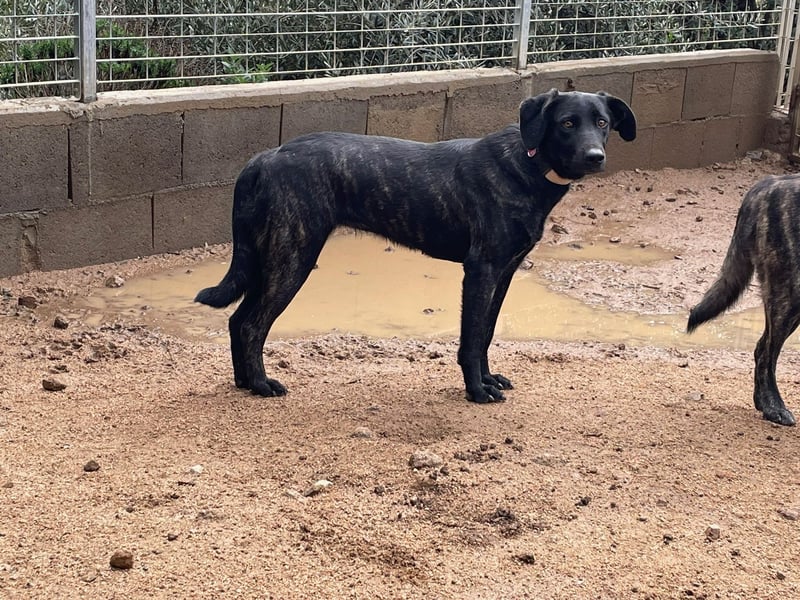 BROWNIE - sie taut langsam auf