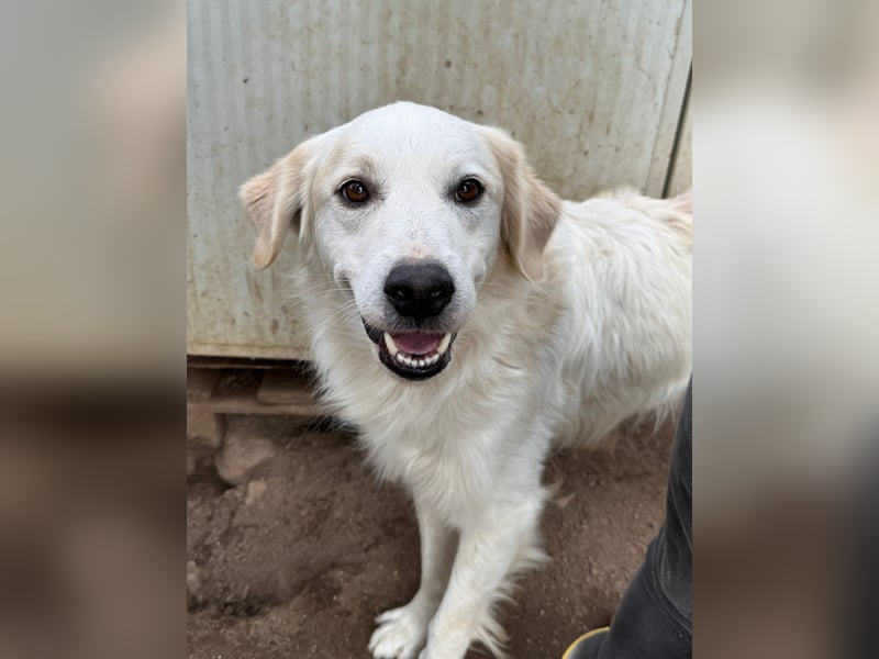 GAETANO - so schön wie ein Coverboy