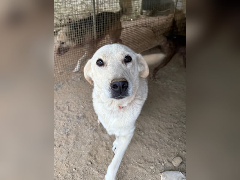 CHICCO - er braucht Menschen um sich