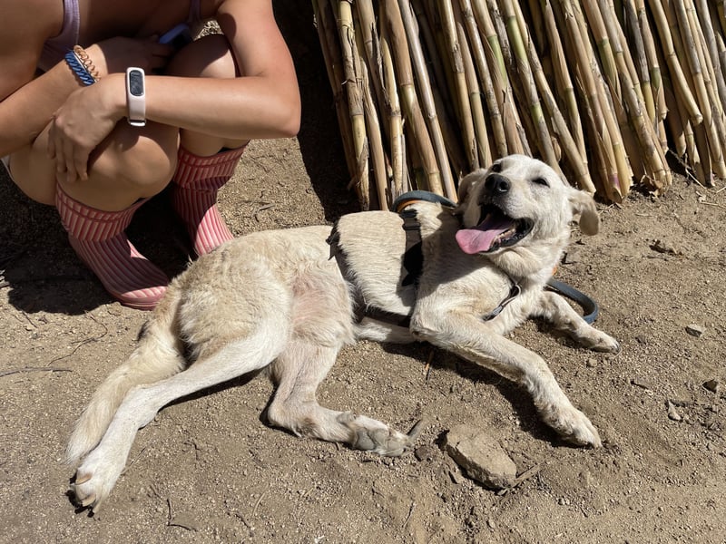 CHICCO - er braucht Menschen um sich