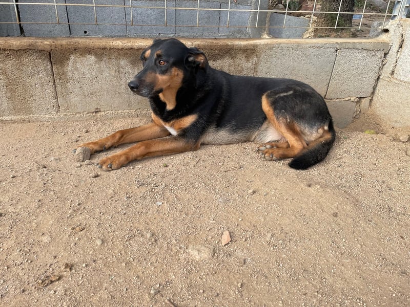 PEPPA - sie braucht ein Wunder