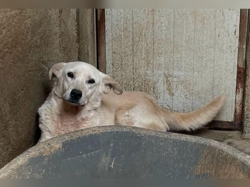 CHICCO - er braucht Menschen um sich