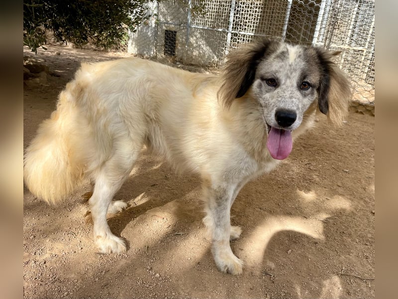 BOVALE - nett, verträglich & verspielt