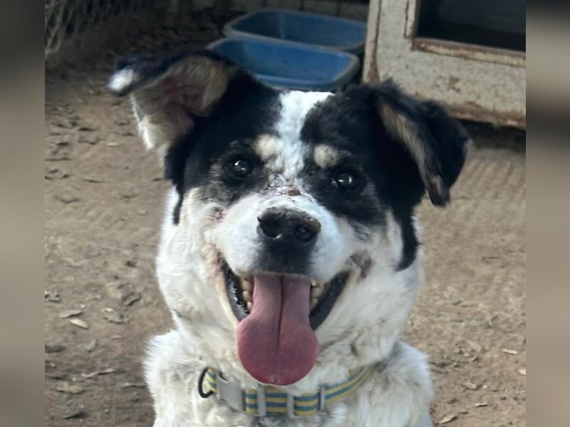 FRANCESCA - so weich & kuschelbedürftig