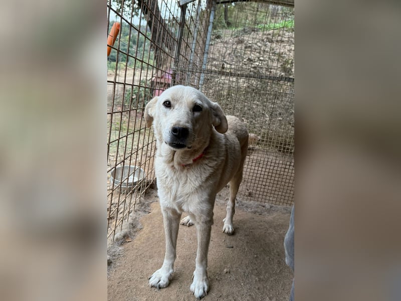 CHICCO - er braucht Menschen um sich