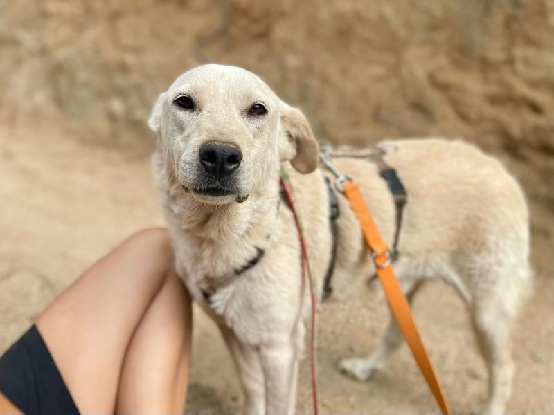 CHICCO - er braucht Menschen um sich