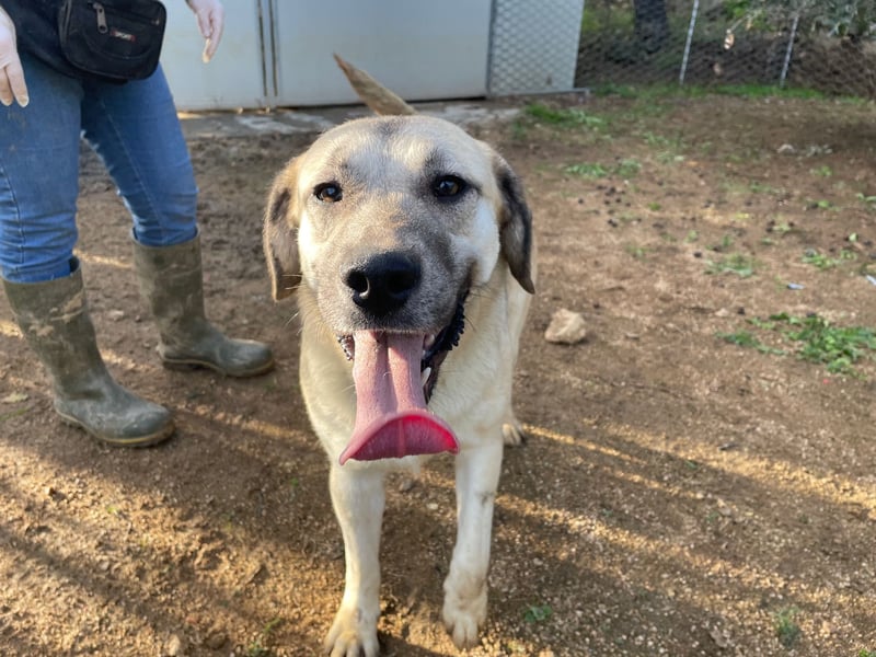 MONICA - unser Dickerchen