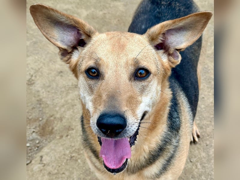 ROSALIE - unser toller Wonneproppen