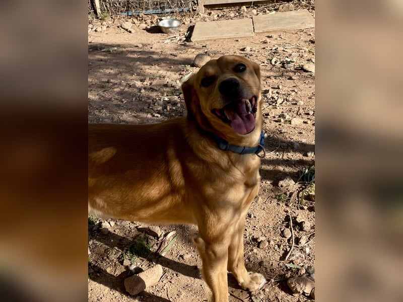 Lampo - bildhübsch und lieb