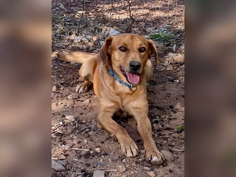 Lampo - bildhübsch und lieb