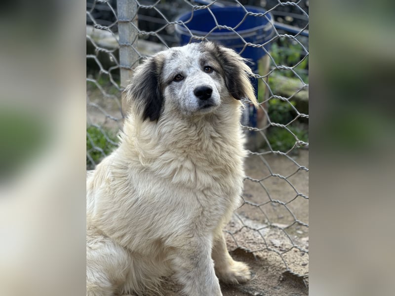 BOVALE - nett, verträglich & verspielt