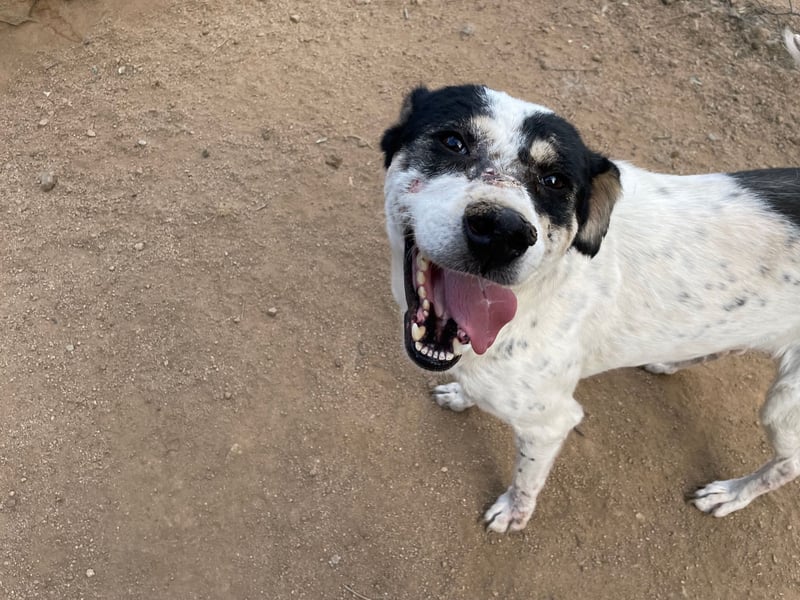 FRANCESCA - so weich & kuschelbedürftig