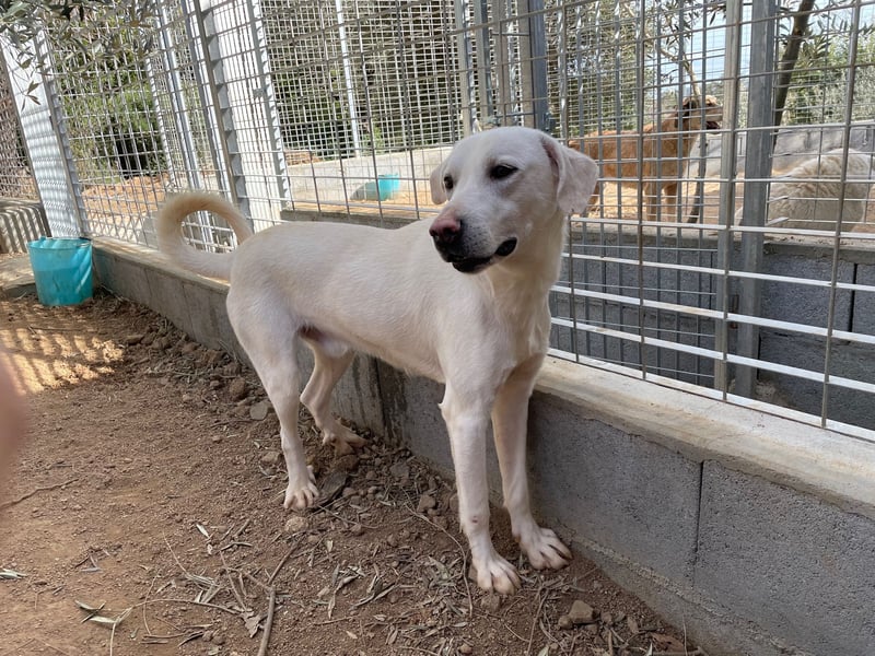 PALLINO - er braucht Zeit zum Ankommen