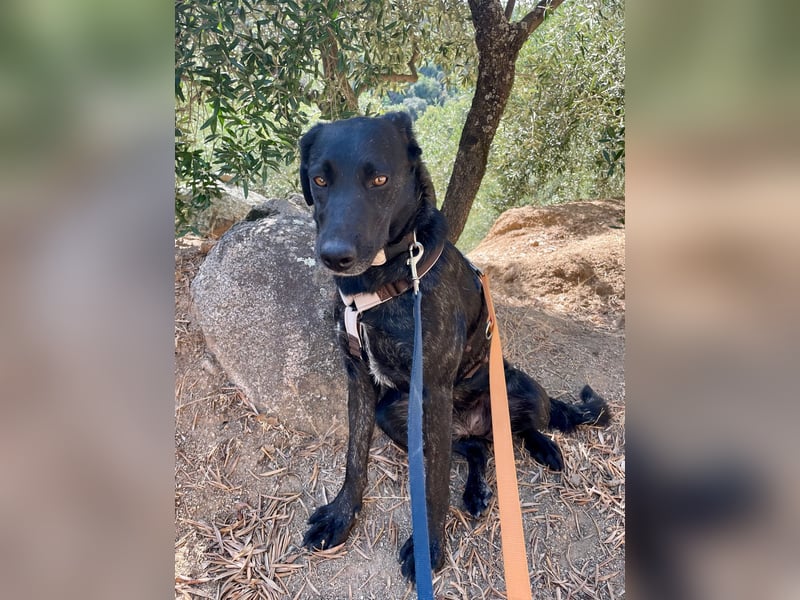 BROWNIE - sie taut langsam auf