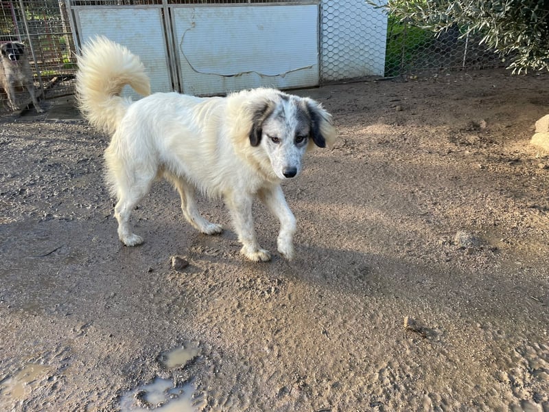 BOVALE - nett, verträglich & verspielt