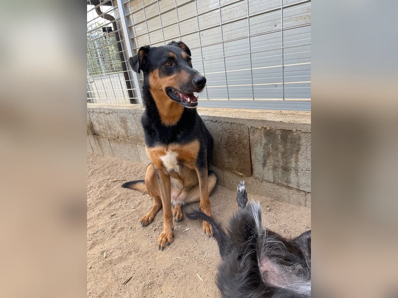 PEPPA - sie braucht ein Wunder